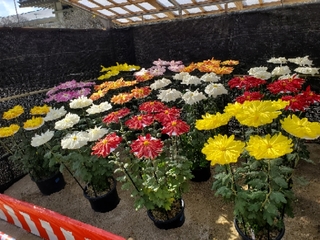 20191117090521467.jpg