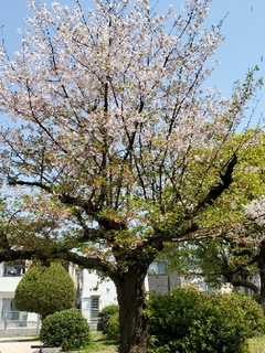20200409123449305.jpg